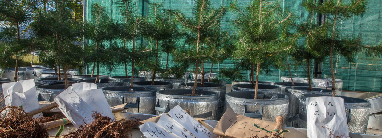 Proben von Biomasse von Bäumen vor dem Gewächshaus am IMK-IFU