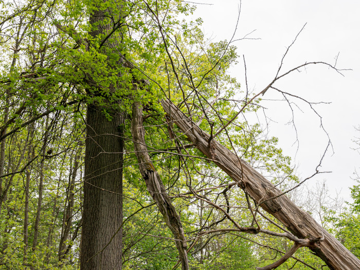 Dead tree in forest