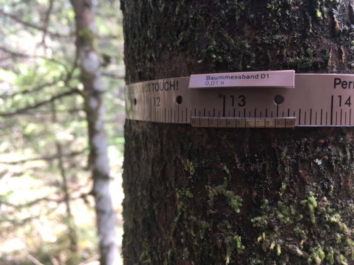 Baummessband an einem Baum im Schulwald Am Gröben