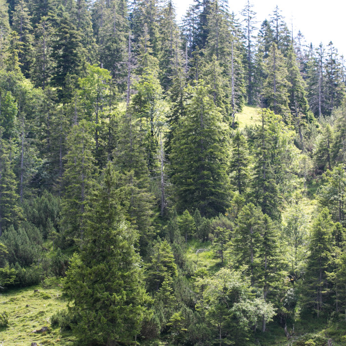 Trees in the foothills of the Alps