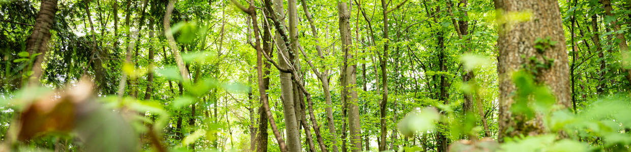 Lush green forest with tall trees and dappled sunlight filtering through leaves.