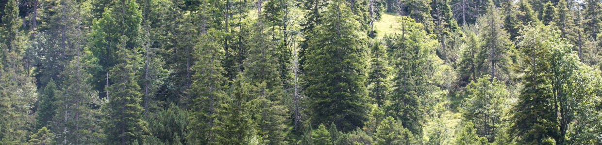 Dense conifer forest with varied green trees and sunlight filtering through.