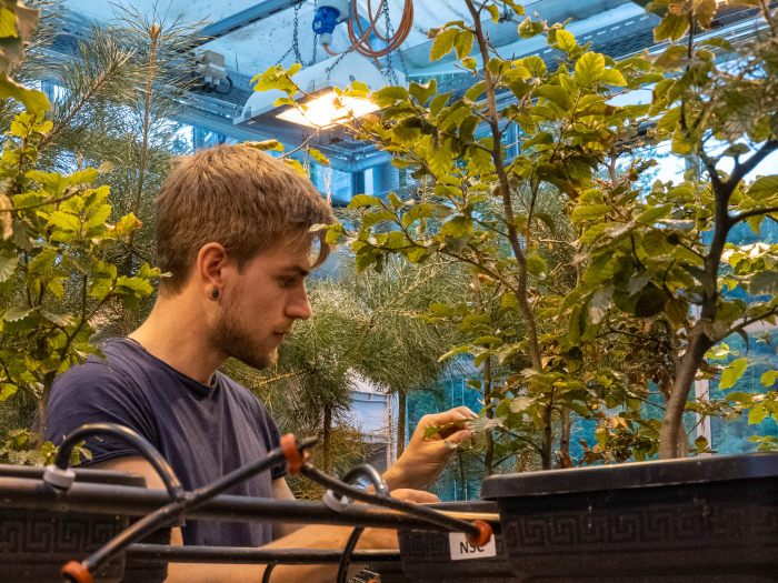 PhD student in the greenhouse between young trees